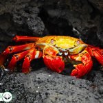 Dream Interpretation of Crab in Islam