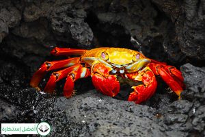 Dream Interpretation of Crab in Islam