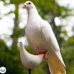 Dream Interpretation of Dove In Islam