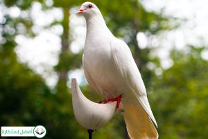 Dream Interpretation of Dove In Islam