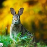 Dream Interpretation of Rabbit in Islam