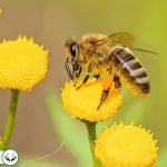 Dream Interpretation of Bee in Islam