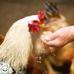 Dream Interpretation of Chicken In Islam