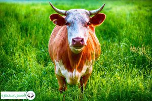 Dream Interpretation of Cow in Islam