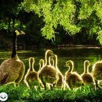 Dream Interpretation of Ducks in Islam