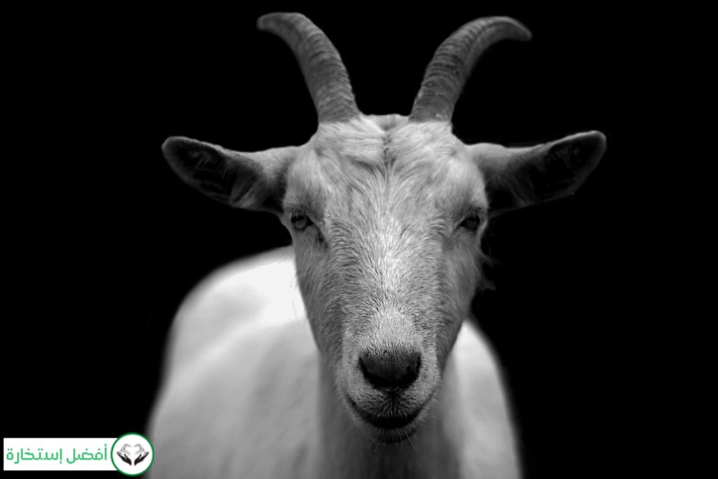 Dream Interpretation of Goat in Islam