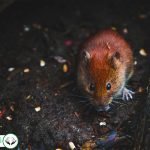 Dream Interpretation of Mouse in Islam
