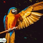 Dream Interpretation of Parrot in Islam