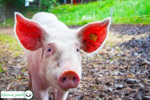 Dream Interpretation of Pig in Islam