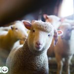 Dream Interpretation of Sheeps In Islam