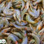 Dream Interpretation of Shrimp in Islam
