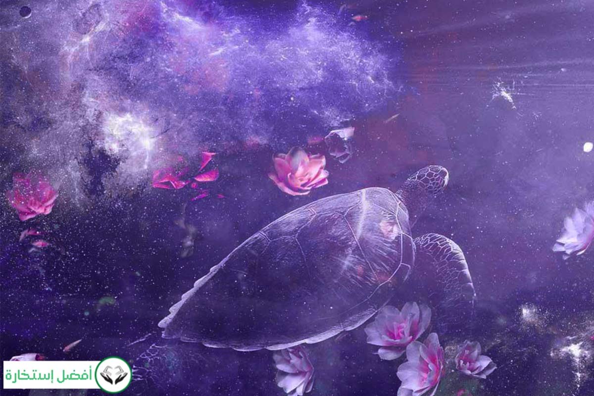Dream Interpretation of Turtle in Islam