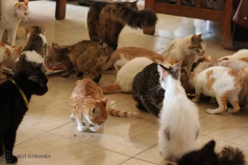 Many Cats in the House