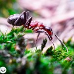 Dream Interpretation of Ant In Islam