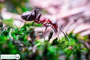 Dream Interpretation of Ant In Islam