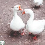 Dream Interpretation of Being Pregnant In Islam