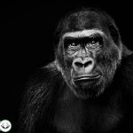 Dream Interpretation of Chimpanzee In Islam