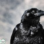Dream Interpretation of Crow In Islam