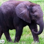 Dream Interpretation of Elephant In Islam