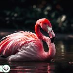 Dream Interpretation of Flamingo In Islam