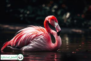 Dream Interpretation of Flamingo In Islam