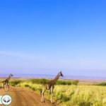 Dream Interpretation of Giraffe In Islam