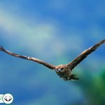 Dream Interpretation of Hawk In Islam