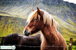 Dream Interpretation of Horse In Islam