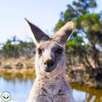 Dream Interpretation of Kangaroo In Islam