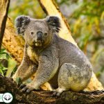 Dream Interpretation of Koala In Islam