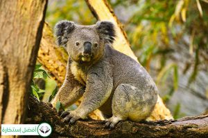 Dream Interpretation of Koala In Islam