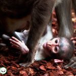 Dream Interpretation of Monkey In Islam