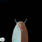 Dream Interpretation of Moth In Islam