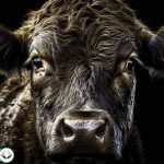 Dream Interpretation of OX In Islam