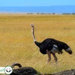 Dream Interpretation of Ostrich In Islam