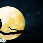 Dream Interpretation of Owl In Islam