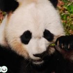 Dream Interpretation of Panda In Islam