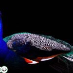 Dream Interpretation of Peacock In Islam