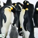 Dream Interpretation of Penguin In Islam