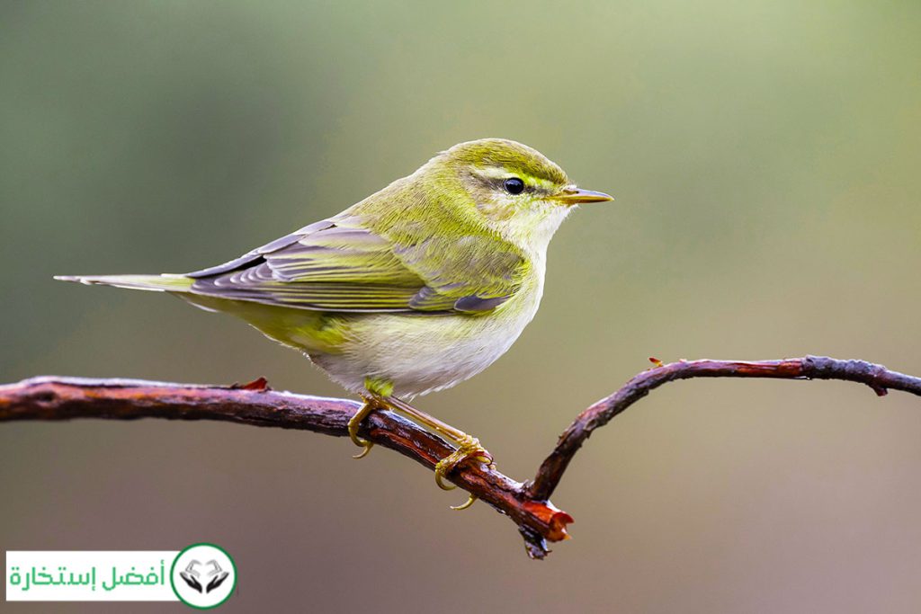 Dream Interpretation Of Sparrow In Islam Best Istikhara