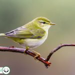 Dream Interpretation of Sparrow In Islam