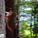 Dream Interpretation of Squirrel In Islam