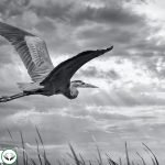 Dream Interpretation of Stork In Islam