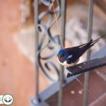 Dream Interpretation of Swallow In Islam