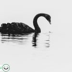Dream Interpretation of Swan In Islam