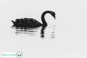 Dream Interpretation of Swan In Islam