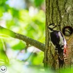 Dream Interpretation of Woodpecker In Islam