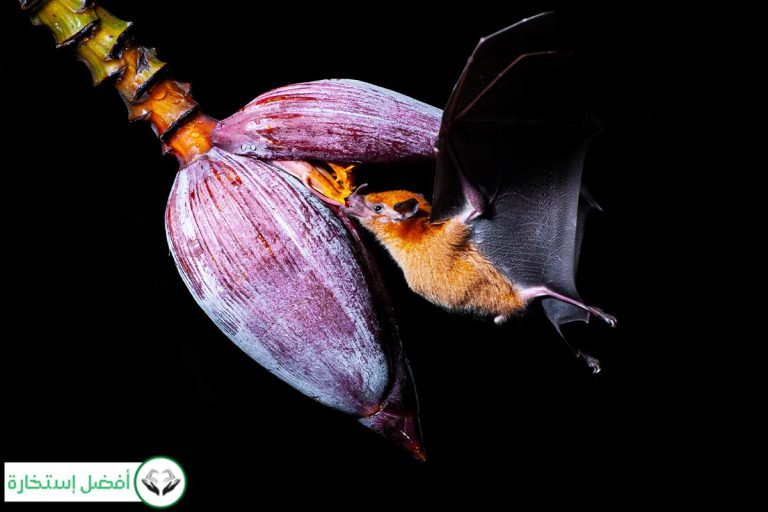 Dreams About Bat in Islam: Meaning, Interpretation & … | Best Istikhara