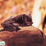 Dream Interpretation of Bat In Islam