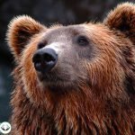 Dream Interpretation of Bear In Islam